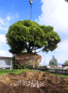 LITE-STRIPS pour l'arbre - transplantation d'un grand arbre